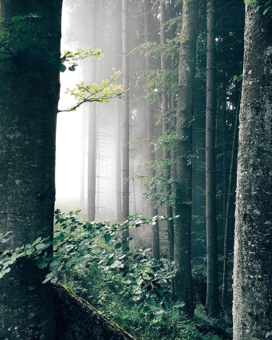 Anna Derzhanovskayaのインスタグラム：「Буковельские леса одни из самых красивых, а если повезёт встретить там туман, то попадаешь в настоящую сказку💫// В рамках нашего #bukovel_instacamp_summer удалось потестировать Meizu Pro 6. Довольно приятный дизайн, удобство в обработке снимков (за счёт большого экрана), хорошая выдержка, которая позволяет снимать без шумов даже ночью) Спасибо нашему партнеру @citrus_ua за возможность) #meizupro6」