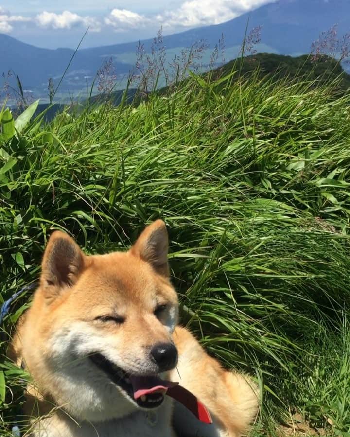 beis0816のインスタグラム：「Found best spot to cool down and feel mountain breeze. Struggling to fit Mt Fuji and Pine in the frame. お山の上で、気持ちいい休憩時間。 #富士山がフレームに入らない #柴犬の人気すごい #パイン #パインさん #柴犬 #柴 #犬 #犬バカ部 #日本犬 #わんダフォ #shiba #shibainu #dog #dogstagram  #dogs  #shibastagram #shibainustagram #shibalife #instadog」