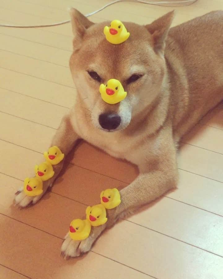 マロたんのインスタグラム：「マテできませ…あ！できます #ふわもこ部 #weeklyfluff #ilovemydog」