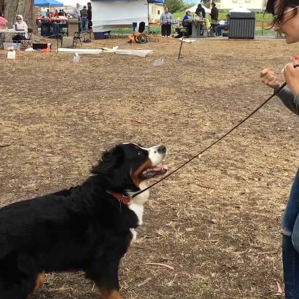 Mike Kriegerのインスタグラム：「@junopup doing the beginner obedience rally at the Swiss Dog Day. She placed second 🎉🏅」