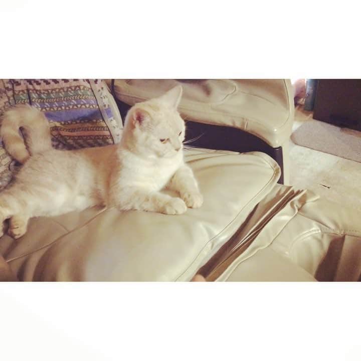 のインスタグラム：「ランプとマロンの戦い 第2弾！ #お水の取り合い #猫パンチされまくりなのに #めげないランプ #ちゃんと自分のお水あるのに #撮影は姉です #猫 #cat #スコテッシュフォールド  #猫パンチ #トイプードル #実はランプも猫パンチ覚えた」