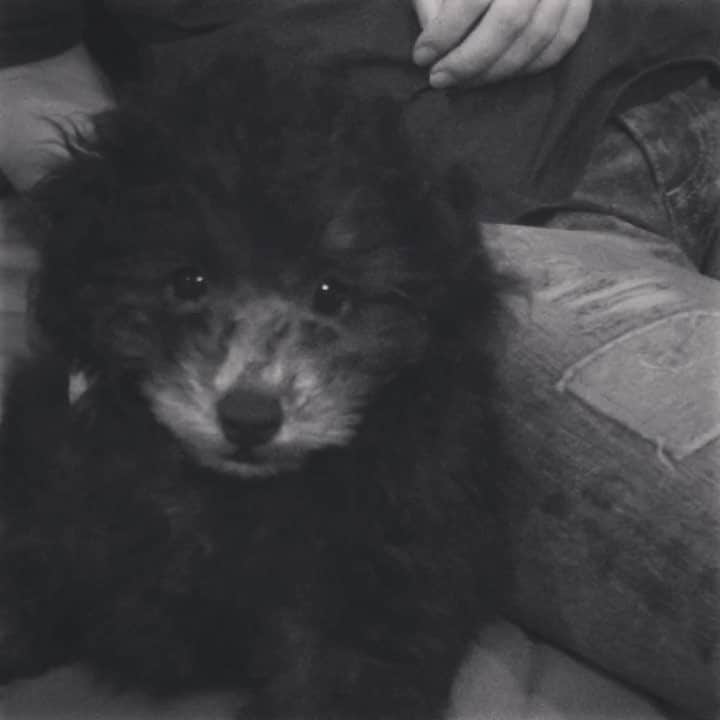 白雪のインスタグラム：「きゅん♡🐶 おやすみなさぁい。  #puppy #puppydog #toypoodle #gn 🌙 #生後2ヶ月半 #女の子」