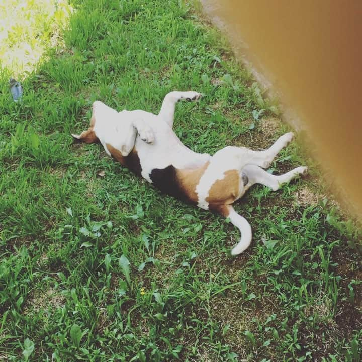 アンドレア・ファッブリのインスタグラム：「🌪Ooooooh let's twist again! Twistin' time is here!🌪 #twist #stitch #beagle #amore #bellolui #happiness」