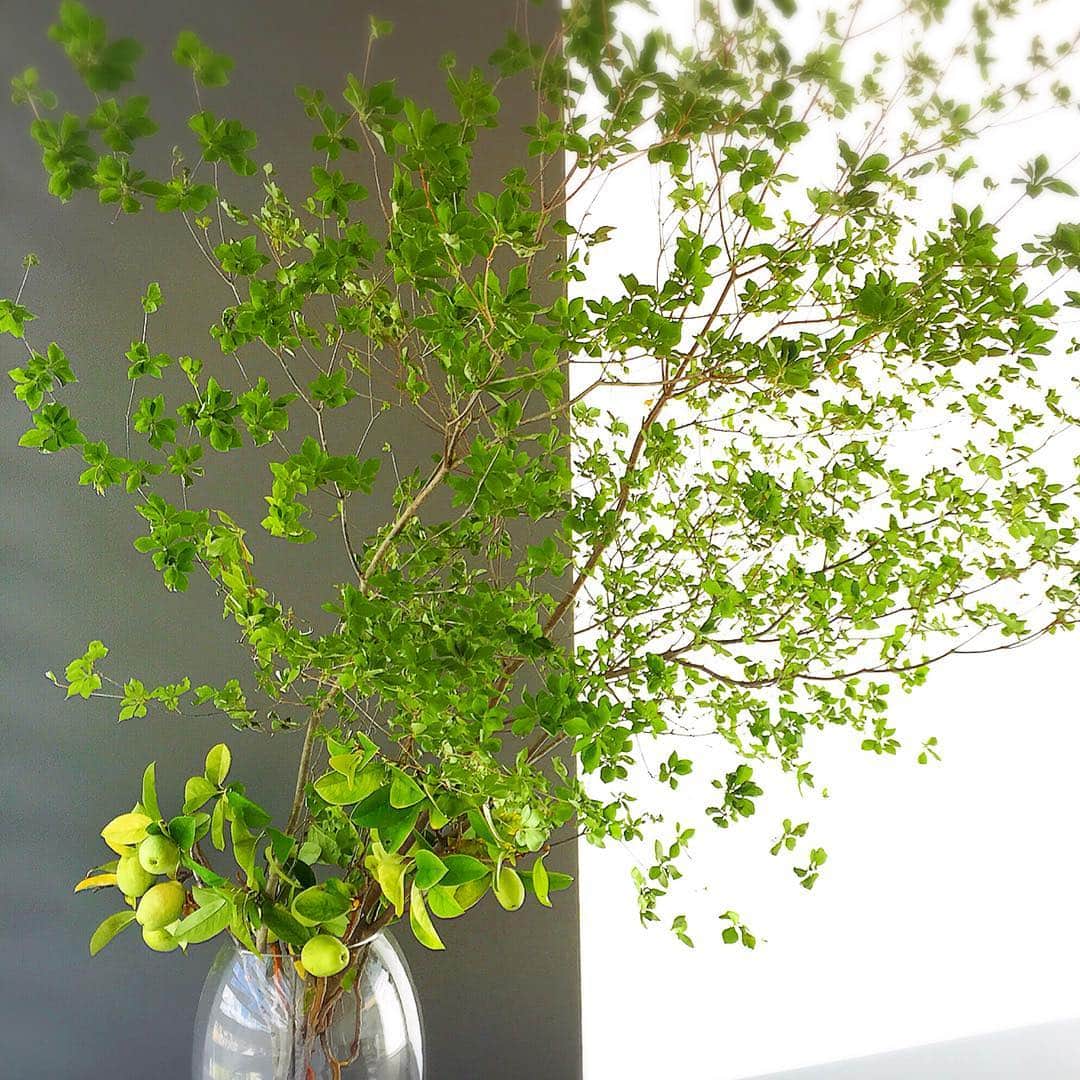 小川淳子さんのインスタグラム写真 - (小川淳子Instagram)「My House 🏡 朝の6時 🌤  眠たくても グリーンを見ると 元気になる🍃  美味しいコーヒーと Green🌿欠かせません♡  #happy #house #green #dining」8月3日 22時54分 - junkoogawa1225