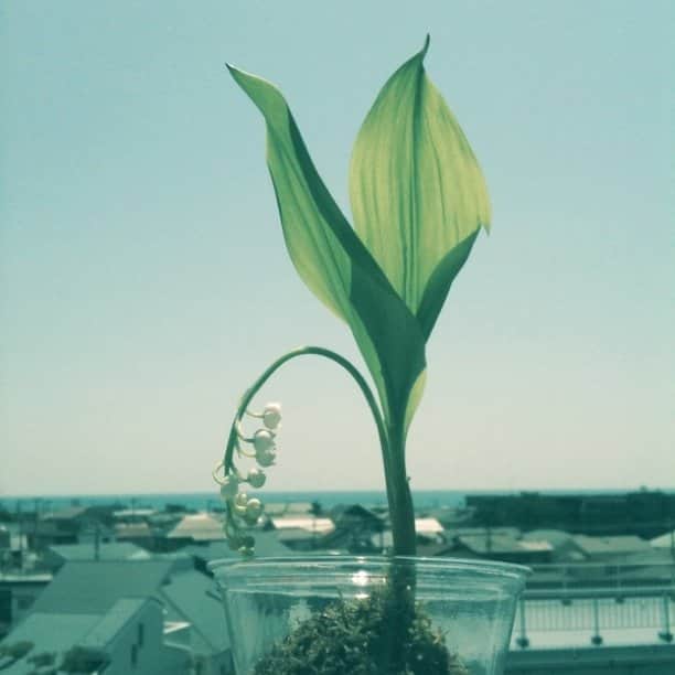のインスタグラム：「お花祭りということで♪すずらんと海。 @viisi 」