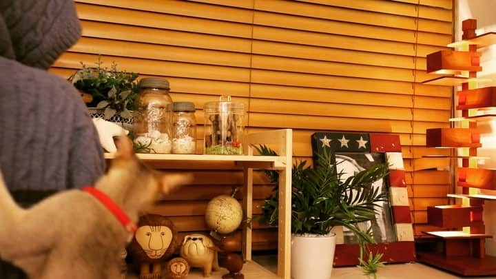 jill&titi&luna&lillyのインスタグラム：「おはようございます🌞今日も元気に姫様の下僕です❤️最近厚手の部屋着着てないと爪が痛い…容赦なく登ってきます😹普通に立っていても肩にピョンとくるからジャンプ力凄いなぁ〜(♡˙︶˙♡)💓どこまでも親バカ✨  #シンガプーラ  #アビシニアン  #ロシアンブルー  #ペコねこ部  #ねこ部  #猫  #ピクネコ  #picneko  #東京  #russianblue  #kitten  #子猫  #catstagram  #ねこすたぐらむ  #singapuracat  #カメラ女子  #カメラ男子  #abyssinian  #ふわもこ部  #cat  #東京カメラ部  #カメラ  #一眼レフ  #ファインダー越しの私の世界  #写真好きな人と繋がりたい  #写真撮ってる人と繋がりたい  #catlover  #catsofinstagram  #夏ペコにゃん  #にゃんすたぐらむ」
