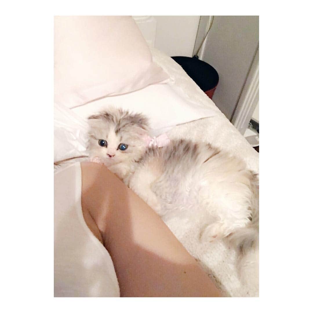 けむしちゃんのインスタグラム：「😳 #ilovecats #catstagram」