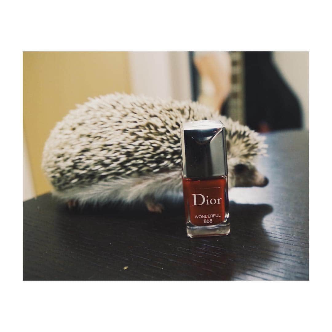 はりやま けんいちのインスタグラム：「DIORには興味を示さない模様。。。庶民派なのかい？！ #きょうけん #ハリネズミ #ハリネズミカフェ #hedgehog #hedgehogsofinstagram #dior #リップグロス #興味なし #返事なし #切ない」