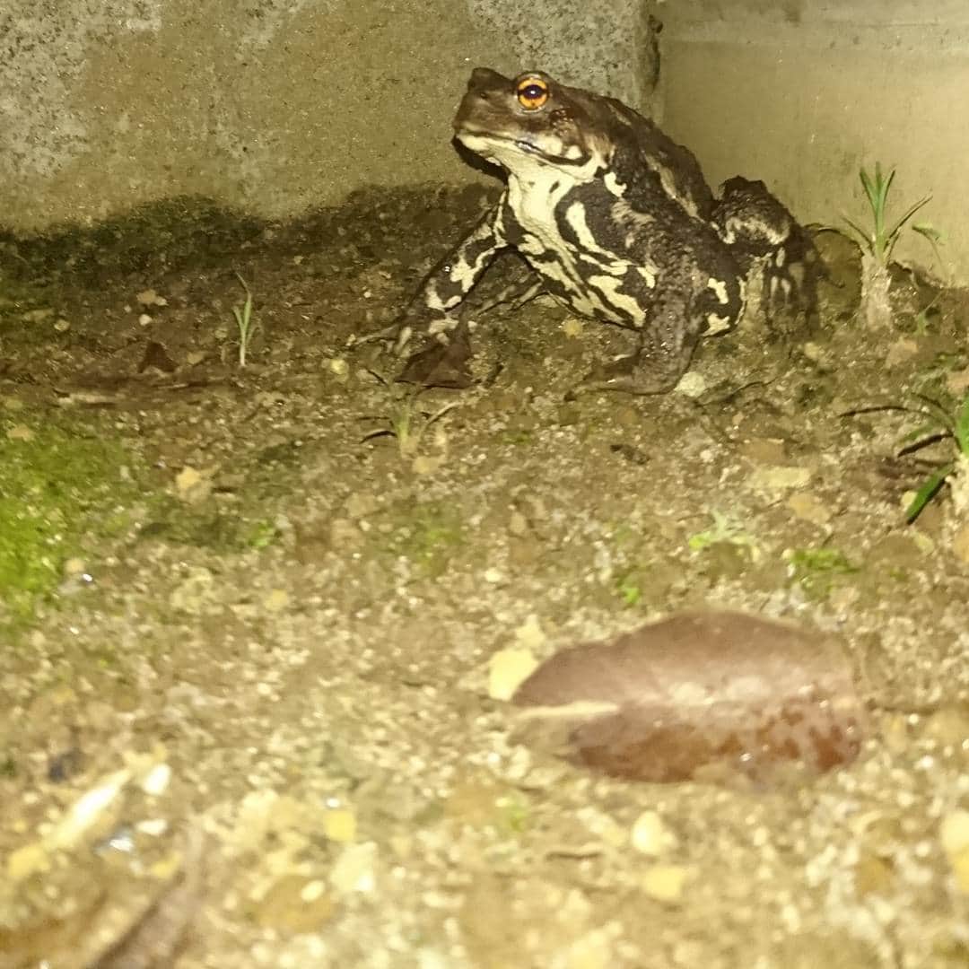 荻野貴司のインスタグラム：「ガマガエルくん。」
