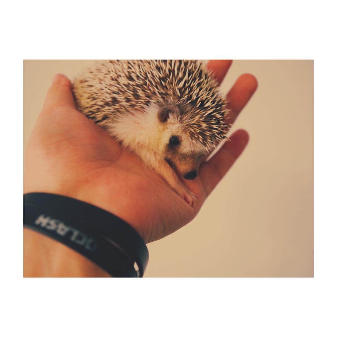 はりやま けんいちのインスタグラム：「僕の手の上だと後ずさるのな。。。 #ハリネズミ #きょうけん #hedgehog #hedgehogsofinstagram #kawaii #なんだこの敗北感」