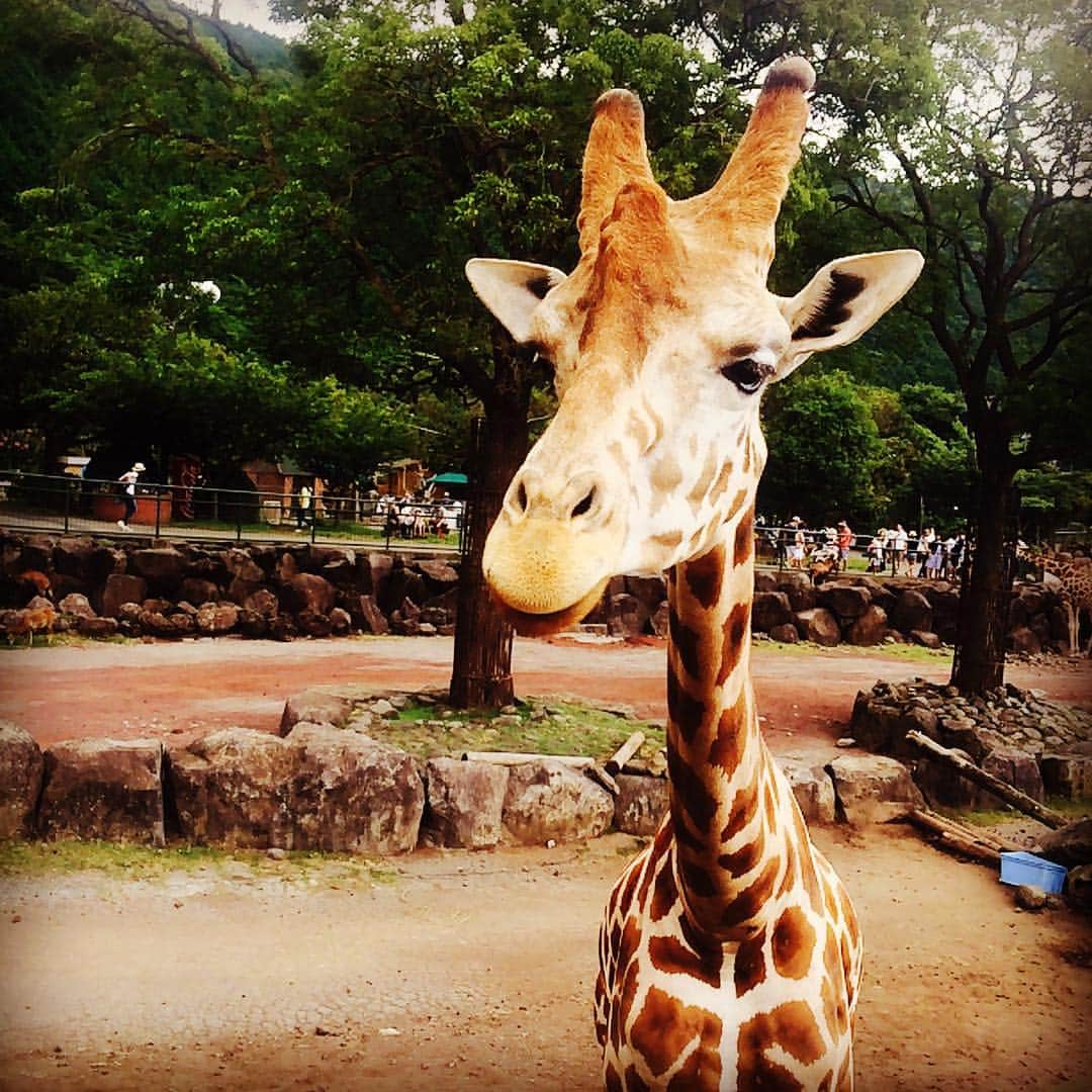 小原春香さんのインスタグラム写真 - (小原春香Instagram)「KIRIN💛  #zoo #animal #sun  #SUMMER #sweet  #voice  #Blue  #SKY」8月13日 17時13分 - runrunrun0412koharun