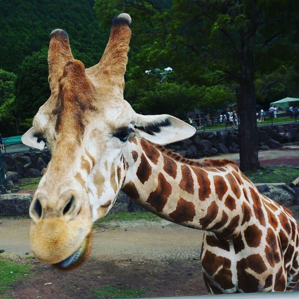 小原春香のインスタグラム：「KIRIN2💛  #zoo #Blue  #SKY  #sweet  #voice  #SUMMER」