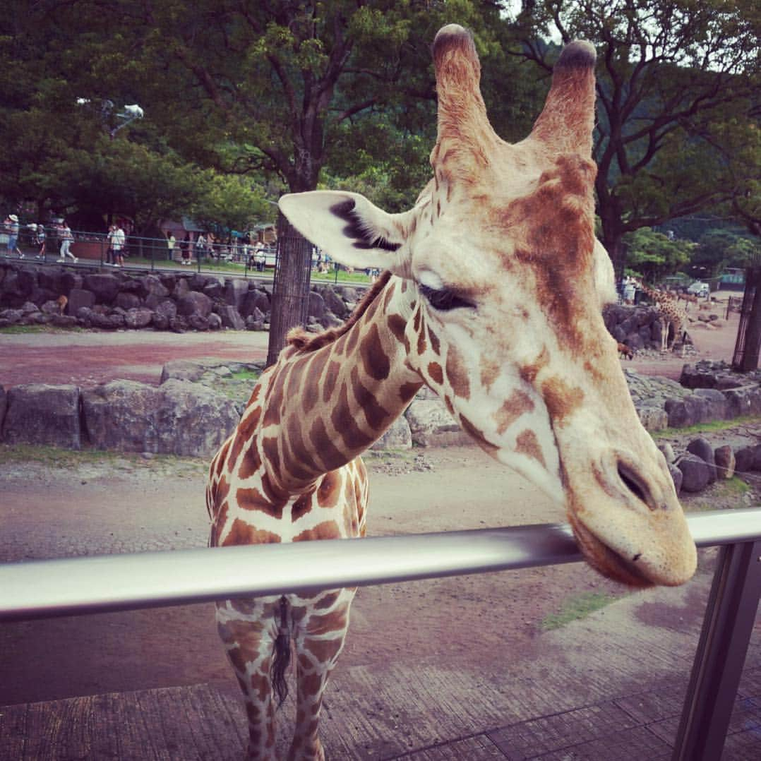 小原春香さんのインスタグラム写真 - (小原春香Instagram)「KIRIN3💛  #zoo #SUMMER  #sweet  #voice  #Blue  #SKY  #animal」8月13日 17時34分 - runrunrun0412koharun