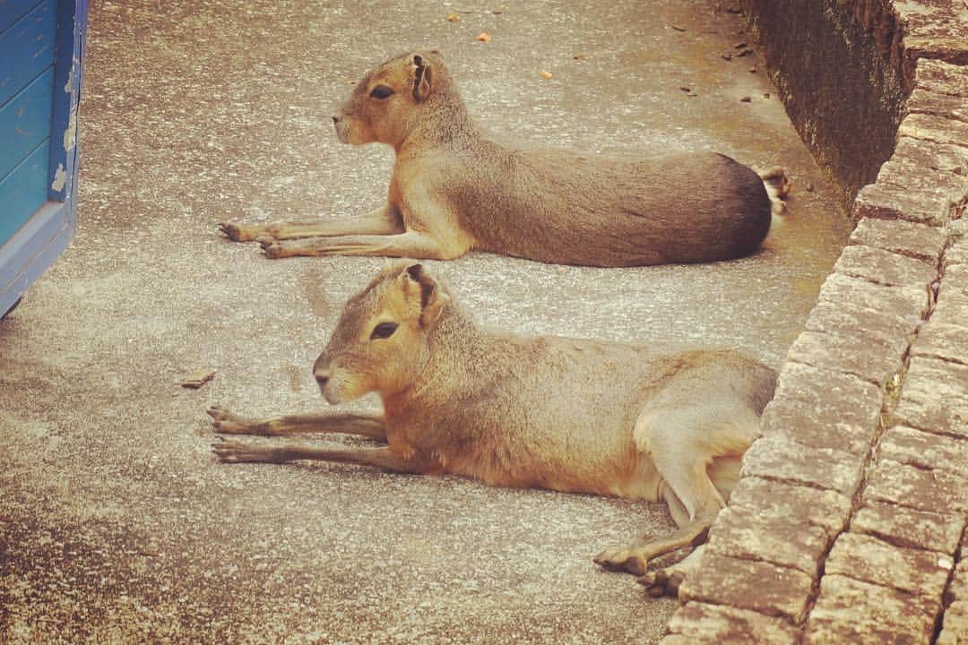 小原春香のインスタグラム：「sexyshot💕  #SUMMER #vacation #Blue  #SKY  #lovely  #zoo  #animal #cute  #sexy #pose」