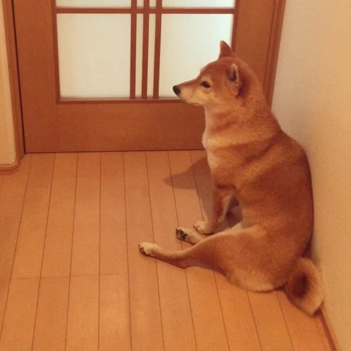 マロたんのインスタグラム：「I feel sleepy when I listen to Buddhist sutra😴 お経聞くと眠くなるマロたん😪 #お盆盆ボ盆 #ふわもこ部 #weeklyfluff #ilovemydog」