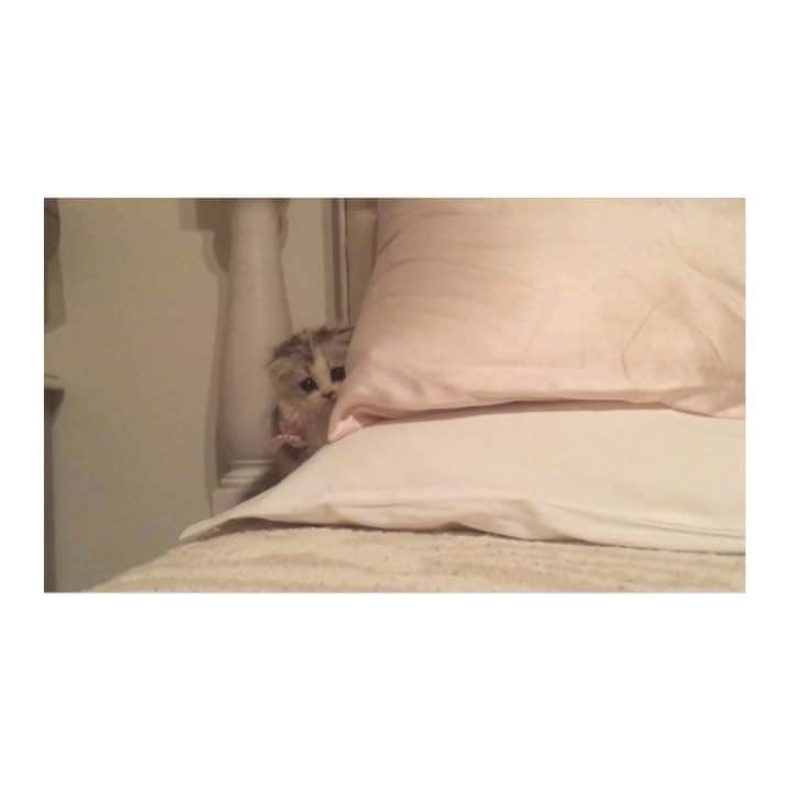 けむしちゃんのインスタグラム：「❤️❤️❤️ #catstagram#ilovecats#meow」