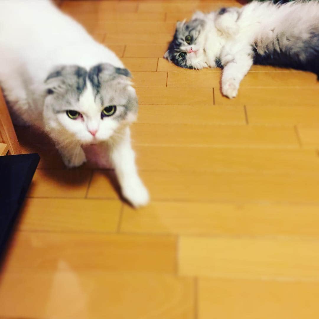 今日マチ子さんのインスタグラム写真 - (今日マチ子Instagram)「猫嬢ムームもUターンよ」8月14日 21時20分 - machikomemo