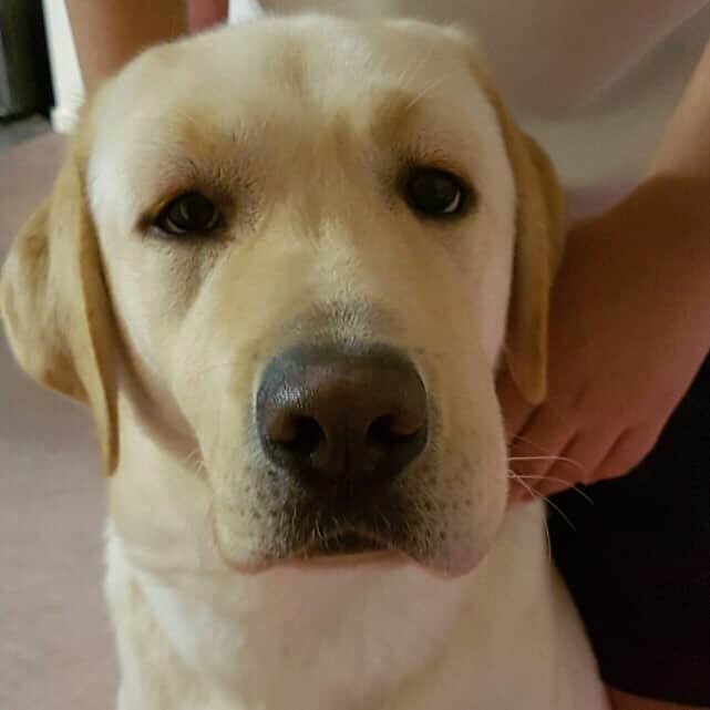 Rocky the Labのインスタグラム：「My face Saturday night. I apparently had an allergic reaction to my vaccination injection! 😓💉 #EnglishLabrador #LabradorRetriever #labrador #labradorable #labradorlife #labradorlover #labradorpuppy #itsalabthing #ilovemylab #justlabradors #TalesOfALab #yellowlaboftheday #yellowlabrador #yellowlab #worldofmylab #worldoflabs #dogsofinstagram #keepwarm #petstagram #labradorsofinstagram #dogsofinstagram #TopDogPhoto #labradoroftheday」