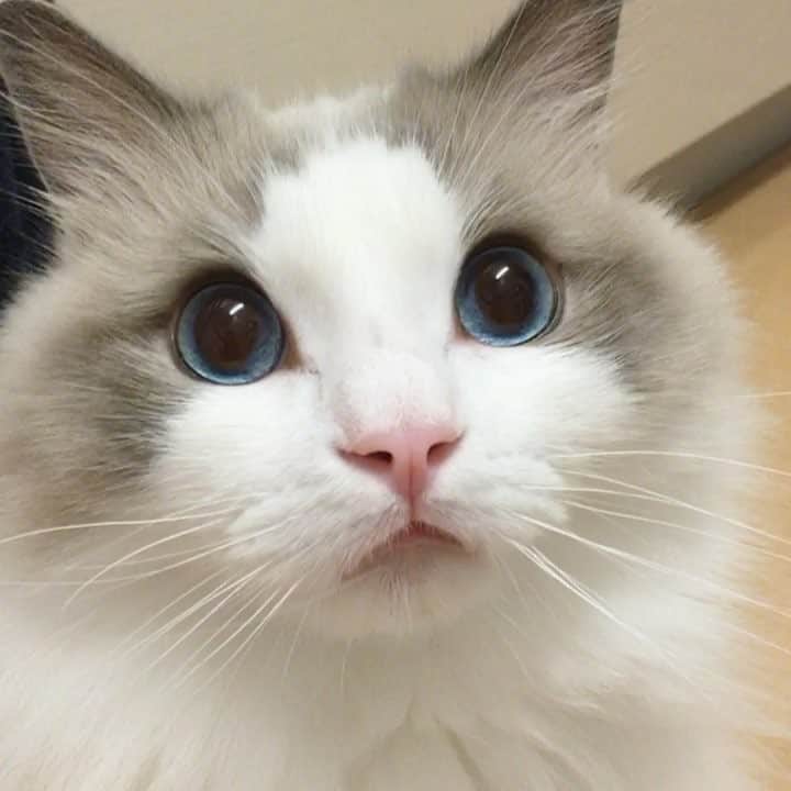 ポテトのインスタグラム：「キョロキョロ…👀 なんにゃなんにゃ…👀 #ragdoll #ragdollcat #ragdollsofinstagram #instaragdoll #instacat #instagramcats #catsofinstagram #catlove #adorable #aww #pet #cat #neko #ラグドール #猫 #ネコ #ねこ #ねこ部」