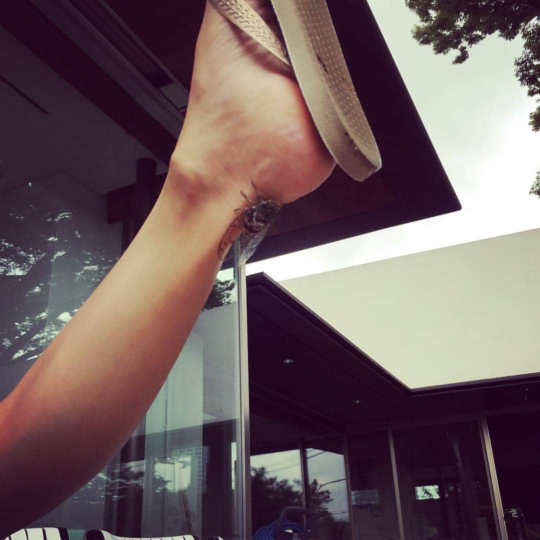 田波涼子さんのインスタグラム写真 - (田波涼子Instagram)「私の足に、、、セミーーー😳  #omg #pool #friends #セミ  #お陰でよく観察できました」8月15日 21時22分 - ryokotanami.idea