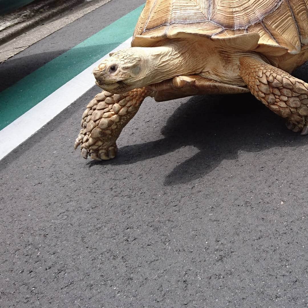 荻野貴司のインスタグラム：「りくがめとお散歩。」