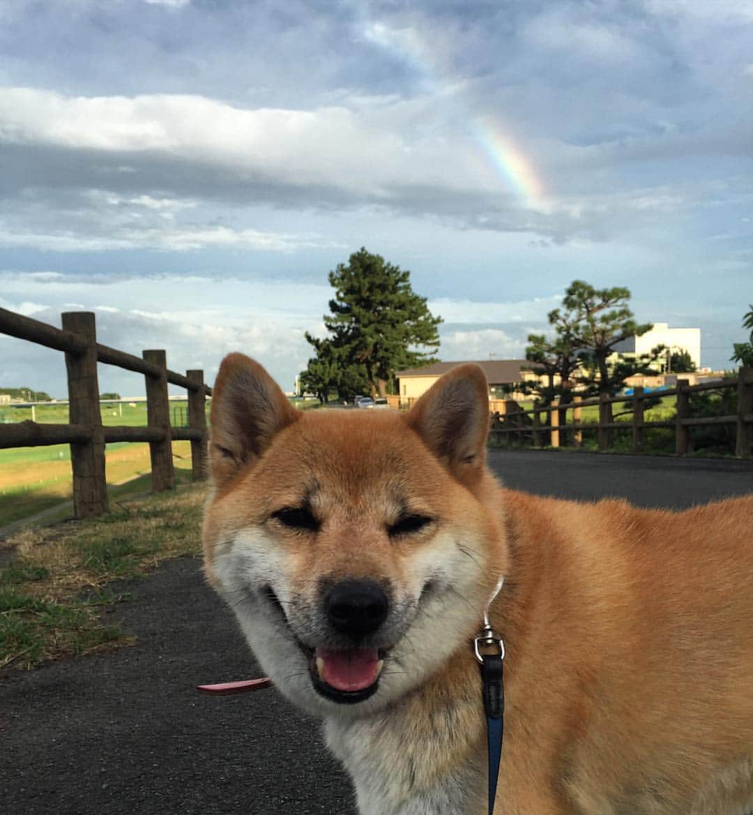 beis0816のインスタグラム：「Rainbow. ハロハロパイン〜。虹がでたワン。 #台風に気をつけよう #パイン #パインさん #柴犬 #柴 #犬 #犬バカ部 #日本犬 #わんダフォ #shiba #shibainu #dog #dogstagram  #dogs  #shibastagram #shibainustagram #shibalife #instadog」
