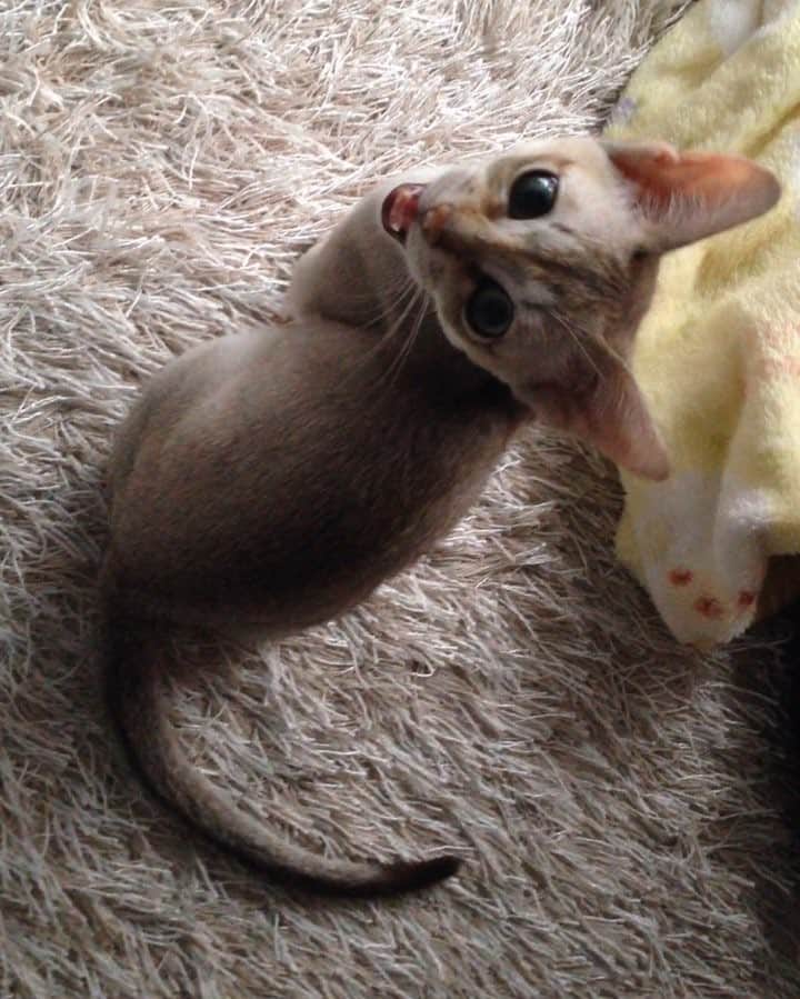 モルト♡Malt(Singapuracat)のインスタグラム：「今日はじぃじとばぁばが モルちゃんに会いに来てくれたよ😽💗👫 食の細いモルちゃんにって、オーガニックのおやつをたくさん持って😳✨ * 寝る前になんとなくモルちゃんの昔の動画を見てたら、可愛くてキューンとしたわ🙈💘 #猫#ネコ#ねこ#ねこ部#ふわもこ部#ペコねこ部#シンガプーラ#cat#cats#singapura#catstagram#meow#kitty#lovecat#ilovemycat#catlover#ilovecats#instacat#catsofinstagram#petstagram#bestmeow#instagramcats#bestcats_oftheworld#cutepetclub#cats_of_world#catloversclub」
