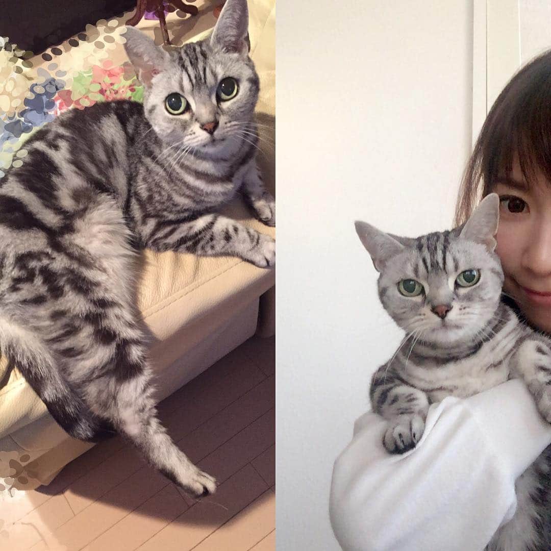 伊沢千夏のインスタグラム：「うちのポロニャンちょっとセクシィ( #●´艸`)ﾌﾌﾌ∮+ #cat  #アメリカンショートヘアー  #愛猫 #かわゆー (˵ ˃̶̀ε ˂̶́ ˵)ෆ⃛ #americanshorthair」
