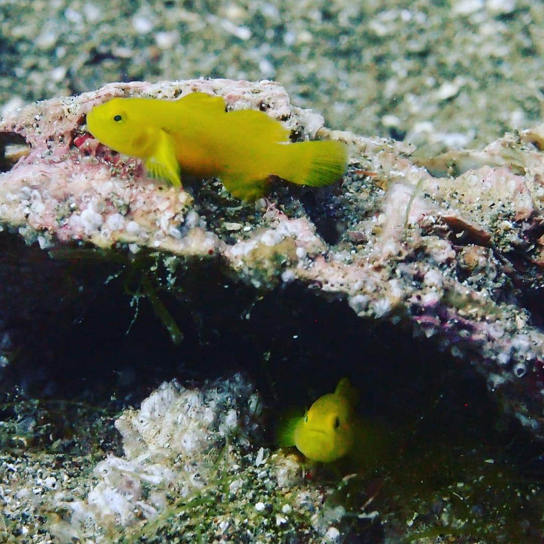 吉村民さんのインスタグラム写真 - (吉村民Instagram)「ミジンベニハゼ❤︎ #黄金崎  #ダイビング  #sea  #diving  #海景  #fish  #魚  #🐠 #ミジンベニハゼ」8月20日 14時32分 - yoshimuratami