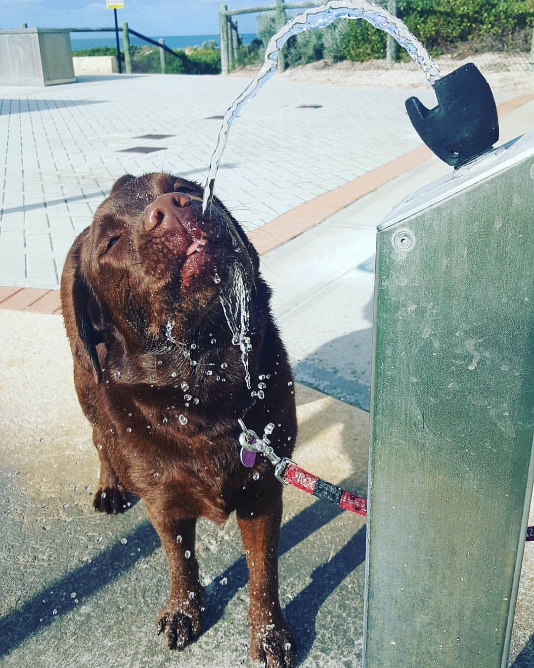 Mollyさんのインスタグラム写真 - (MollyInstagram)「Thirsty work this morning's walk 🐶🐾 #labrador_class #dogsofinstagram #lablove #talesofalab #chocolatelabrador #chocolatelaboftheday #fablabs #labradorretriever #worldoflabs #dogsofinstagram #fab_labs_」8月21日 13時24分 - chocolatelabmolly