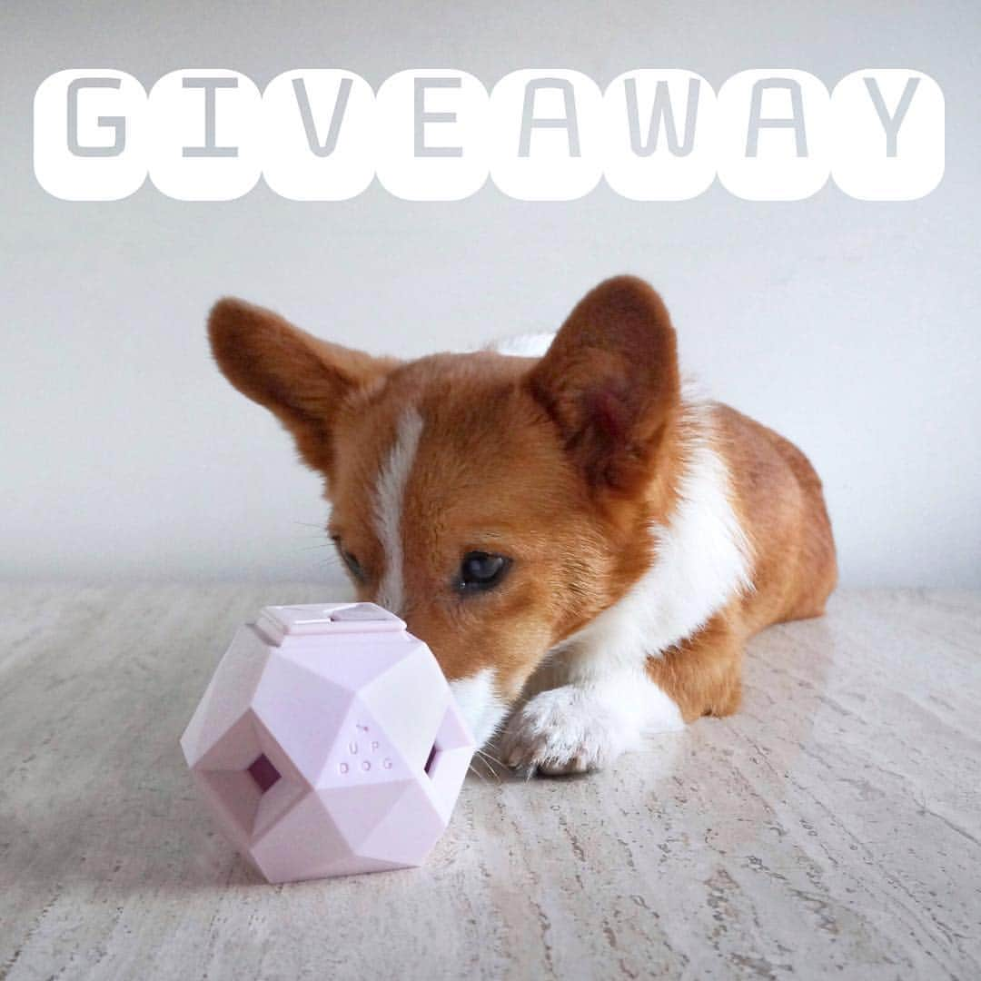 Loki the Corgiさんのインスタグラム写真 - (Loki the CorgiInstagram)「🔥GIVEAWAY TIME!!!🔥 We are giving away an Odin dog toy (in the color of your choice). To enter: 1️⃣ Follow @corgistagram + @updogtoys , and 2️⃣ Like + comment "entered" on this photo Winner will be announced on Tuesday. USA/Canada only. Good luck! 😁」8月21日 6時16分 - corgistagram