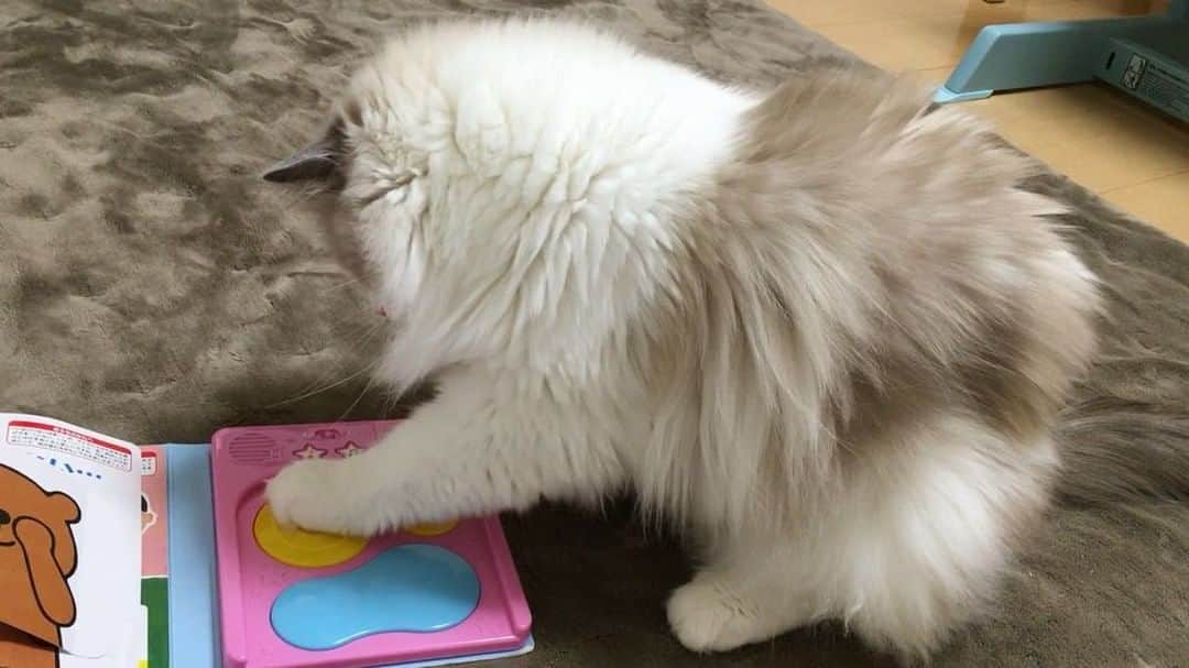 ポテトのインスタグラム：「ぽっちゃんも絵本読みたいしー😻📕 音鳴らしたいしー😽🎵 #ragdoll #ragdollcat #ragdollsofinstagram #instaragdoll #instacat #instagramcats #catsofinstagram #catlove #adorable #aww #pet #cat #neko #ラグドール #猫 #ネコ #ねこ #ねこ部」
