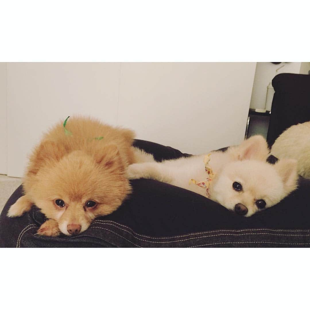 長崎莉奈さんのインスタグラム写真 - (長崎莉奈Instagram)「無印のクッションは犬も好き。 #無印 #人をダメにするソファ #犬もダメになる #muji #pomeranian #pom #犬 #わんこ #follow4follow #like4like #instamood #instadaily #instaphoto #instadog #instagood #lovely #cute #home #sofa」8月22日 8時44分 - chimstaglam