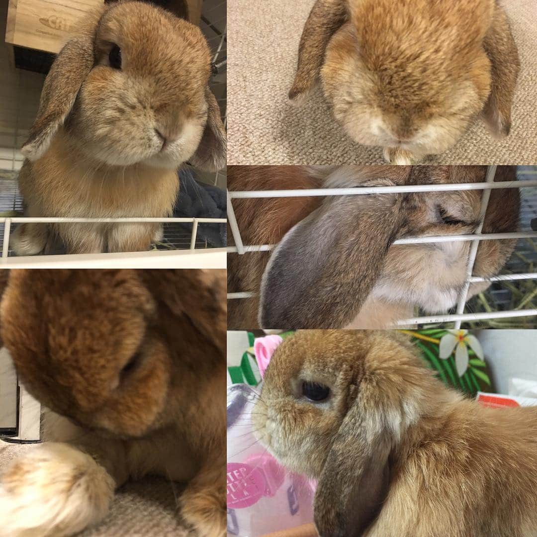 鈴華ゆう子のインスタグラム：「うめワールド#hollandlop #rabbit #rabbitstagram #ホーランドロップ #うさぎ」