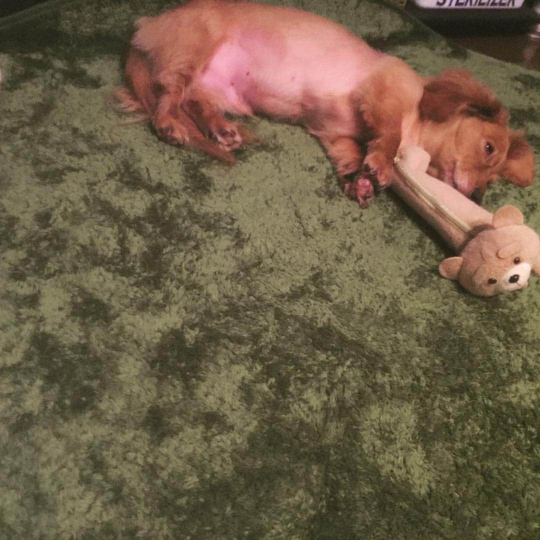 浅川美咲のインスタグラム：「お友達のテッドくんとねんね🐶♡ けどね、ナイトくん。 それ私の筆箱…😭 もうナイトくんのよだれだらけで使えません。😑 まぁ可愛いから許してしまうが…😘笑  #Chubbiness  #チャビネス #愛犬 #かわいい」