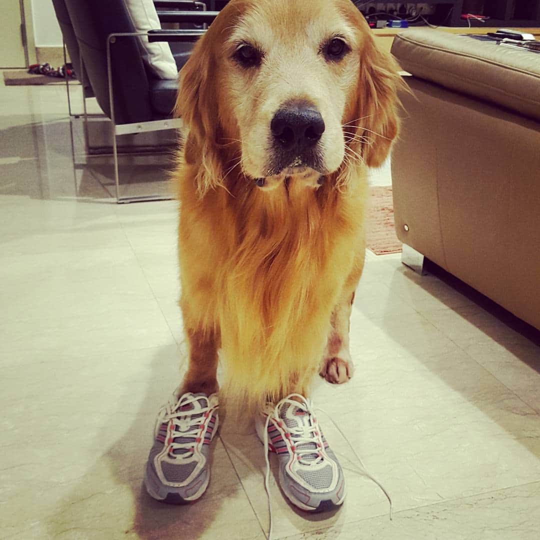 cosmothedogのインスタグラム：「Need some help with the laces 😑」