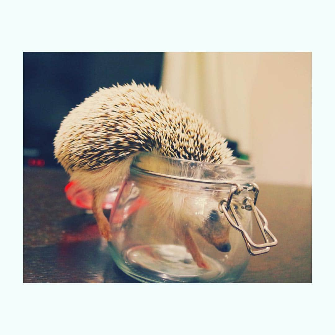 はりやま けんいちのインスタグラム：「思てたんと違ーう！  #hedgehogsofinstagram #はりねずみ #kawaii #hedgehog #笑い飯 #きょうけん #ハリネズミ #ハリネズミカフェ #正解はお尻から」