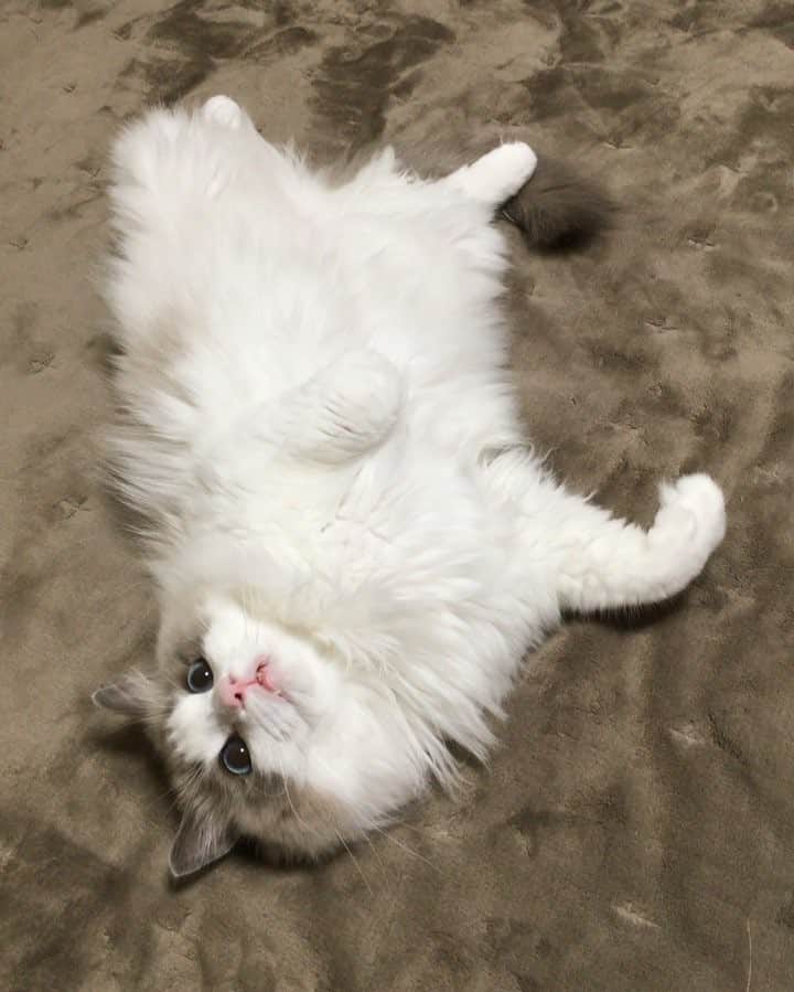 ポテトのインスタグラム：「くびふりふり人形😂 #ragdoll #ragdollcat #ragdollsofinstagram #instaragdoll #instacat #instagramcats #catsofinstagram #catlove #adorable #aww #pet #cat #neko #ラグドール #猫 #ネコ #ねこ #ねこ部」