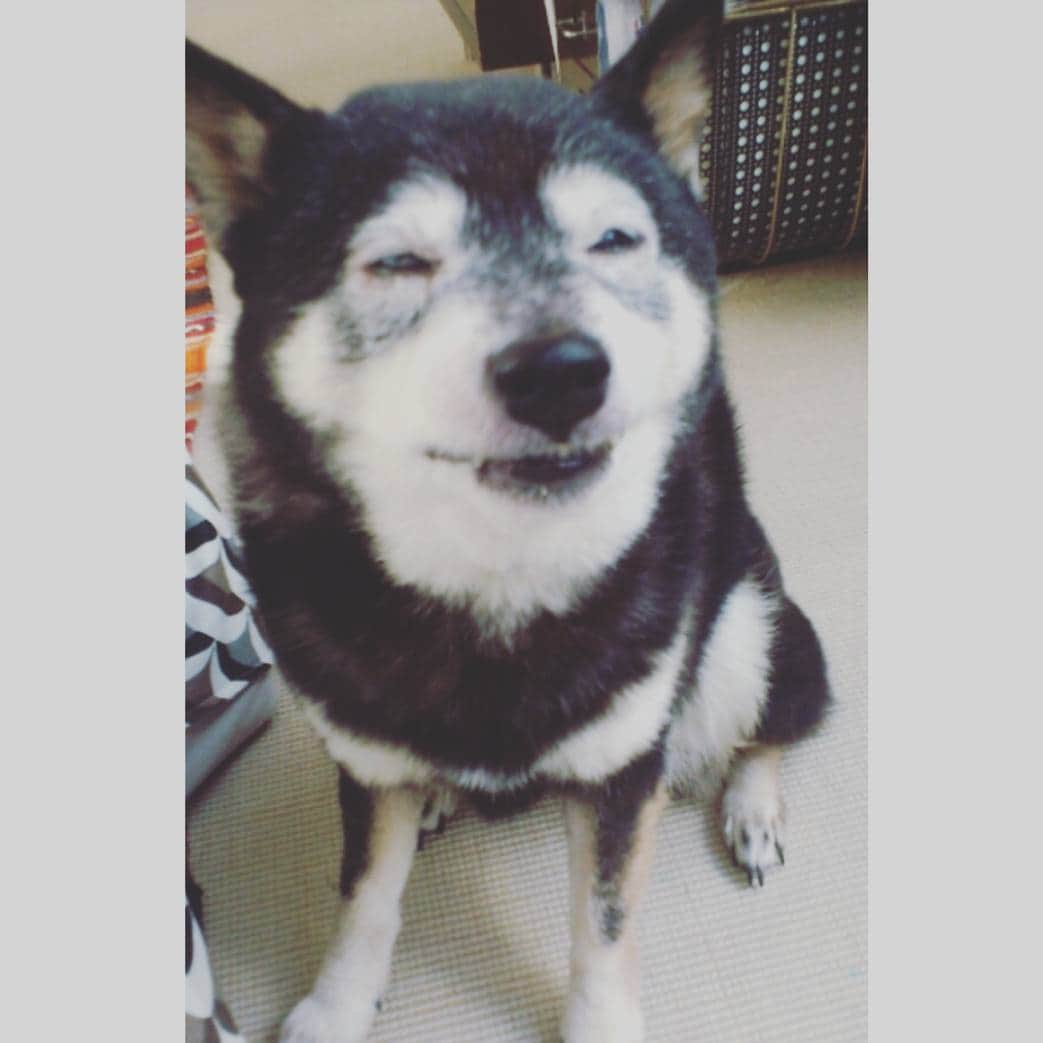 森口瑤子さんのインスタグラム写真 - (森口瑤子Instagram)「笑ってる。 笑ってるよね、、(笑)  #黒柴  #笑う犬 #ユロ」8月24日 22時21分 - yokomoriguchi_official