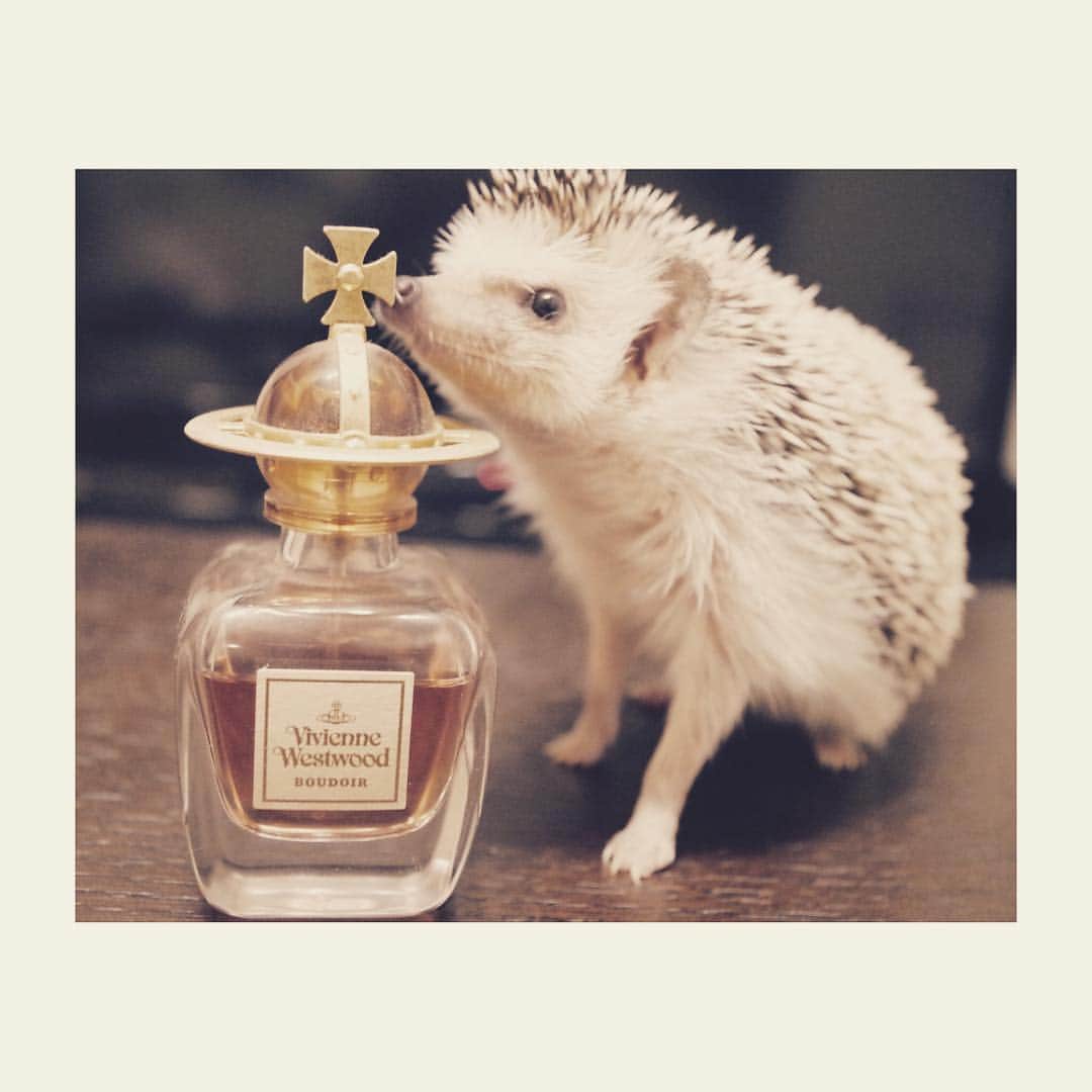 はりやま けんいちのインスタグラム：「「今日はアンティーク風です」みたいな顔してるね。  #hedgehog #hedgehogsofinstagram #きょうけん #ハリネズミ #ハリネズミカフェ #kawaii #内緒 #ヴィヴィアン #viviennewestwood #香水」