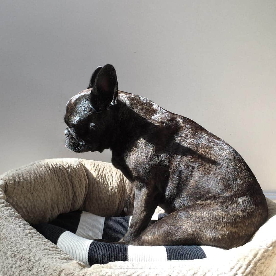 dearbetaのインスタグラム：「Sleeping my way into the weekend 💤」