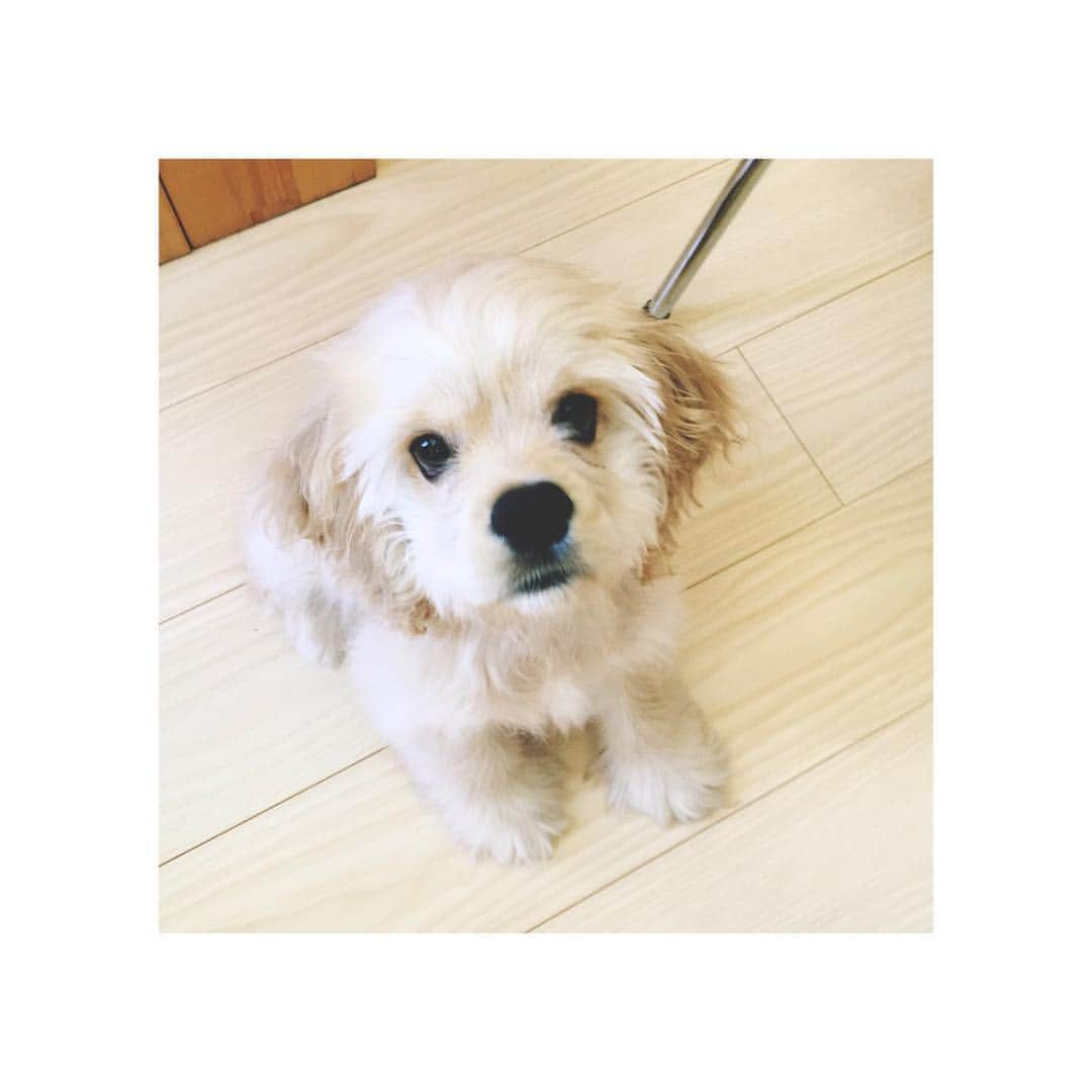 吉田知那美さんのインスタグラム写真 - (吉田知那美Instagram)「#大豆 🐶♥️ ・ ・ ・ #cute #puppy」8月27日 17時49分 - chinami1991