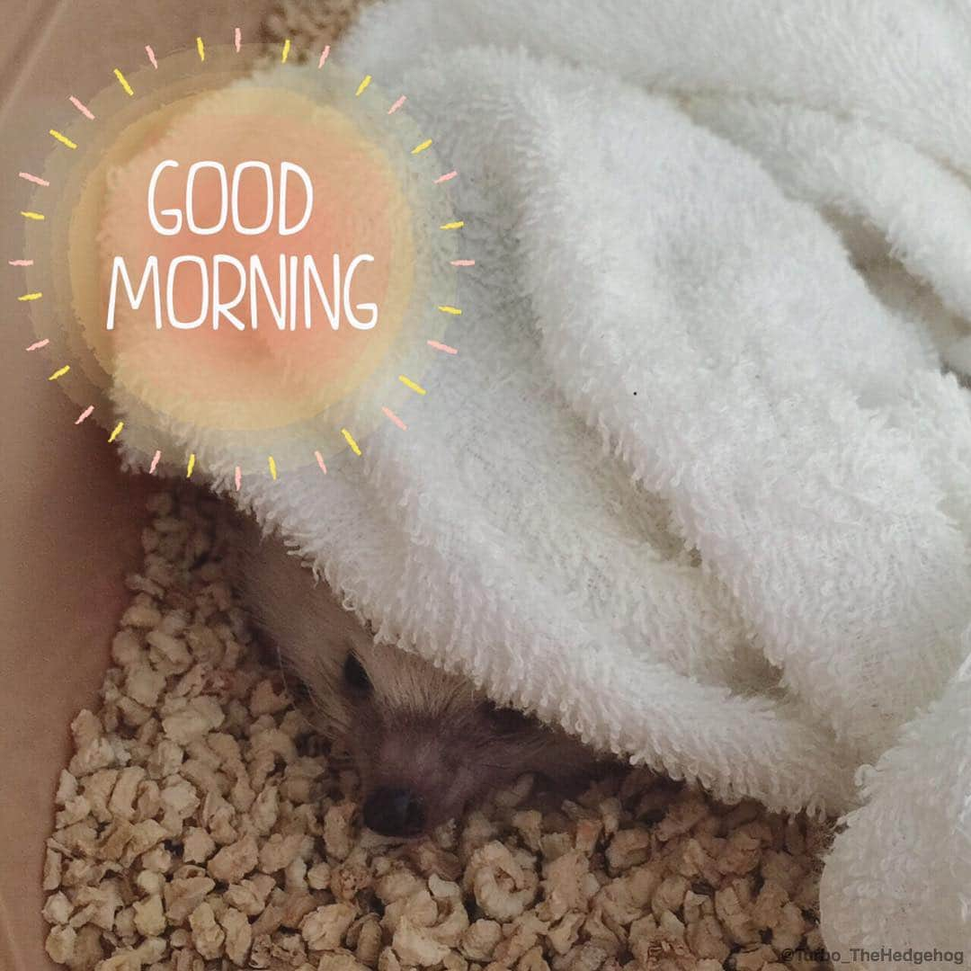 ターボのインスタグラム：「Aug. 27 2016 "Good morning my friends... I want to go back to sleep... zzzz...." #turbo_thehedgehog」