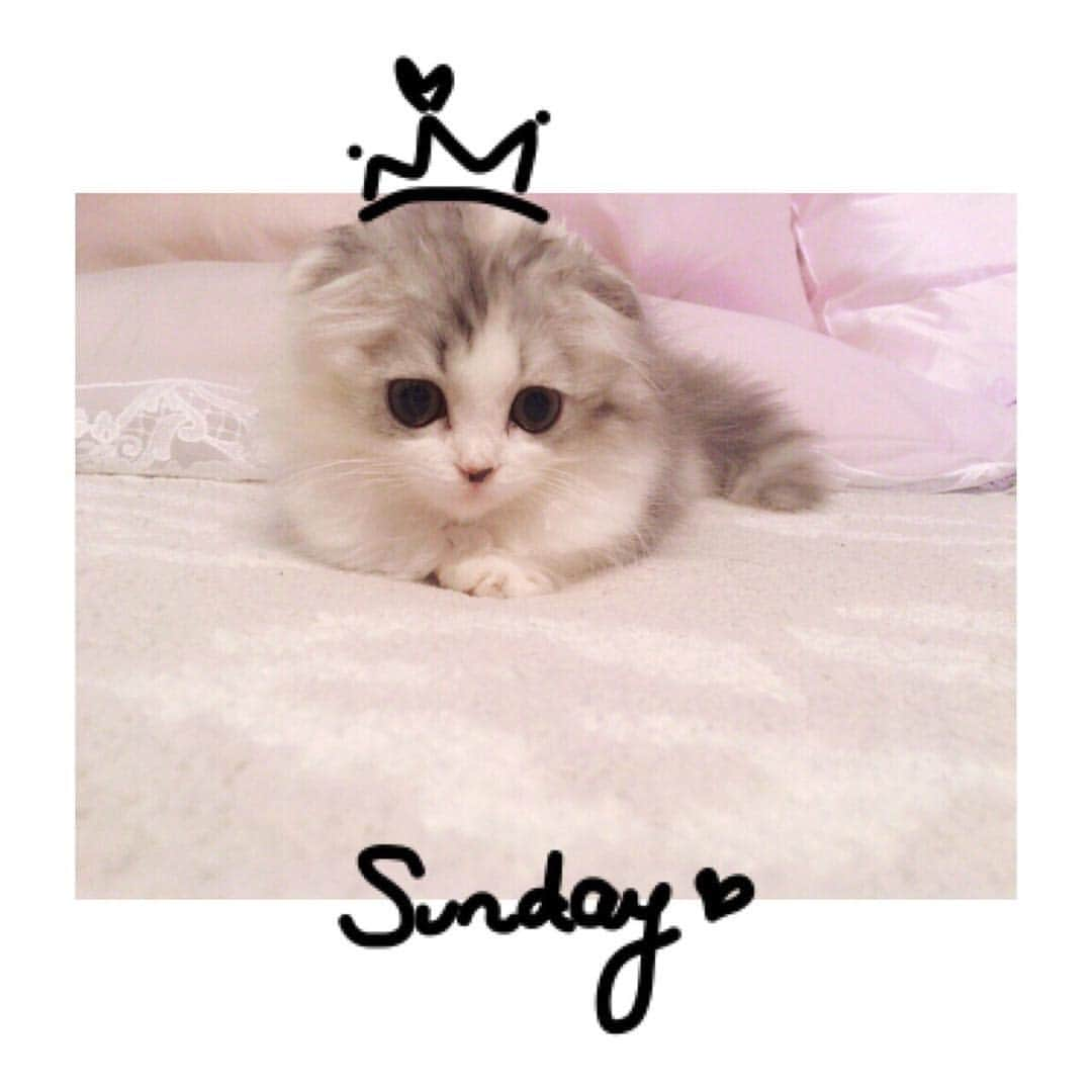 けむしちゃんのインスタグラム：「Sunday, it's time to sleep 😴💤」