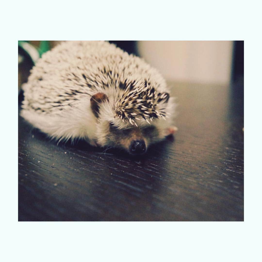 はりやま けんいちのインスタグラム：「もじもじしている、のか？？ #ハリネズミ #hedgehog #hedgehogsofinstagram #ハリネズミカフェ #kawaii #きょうけん」