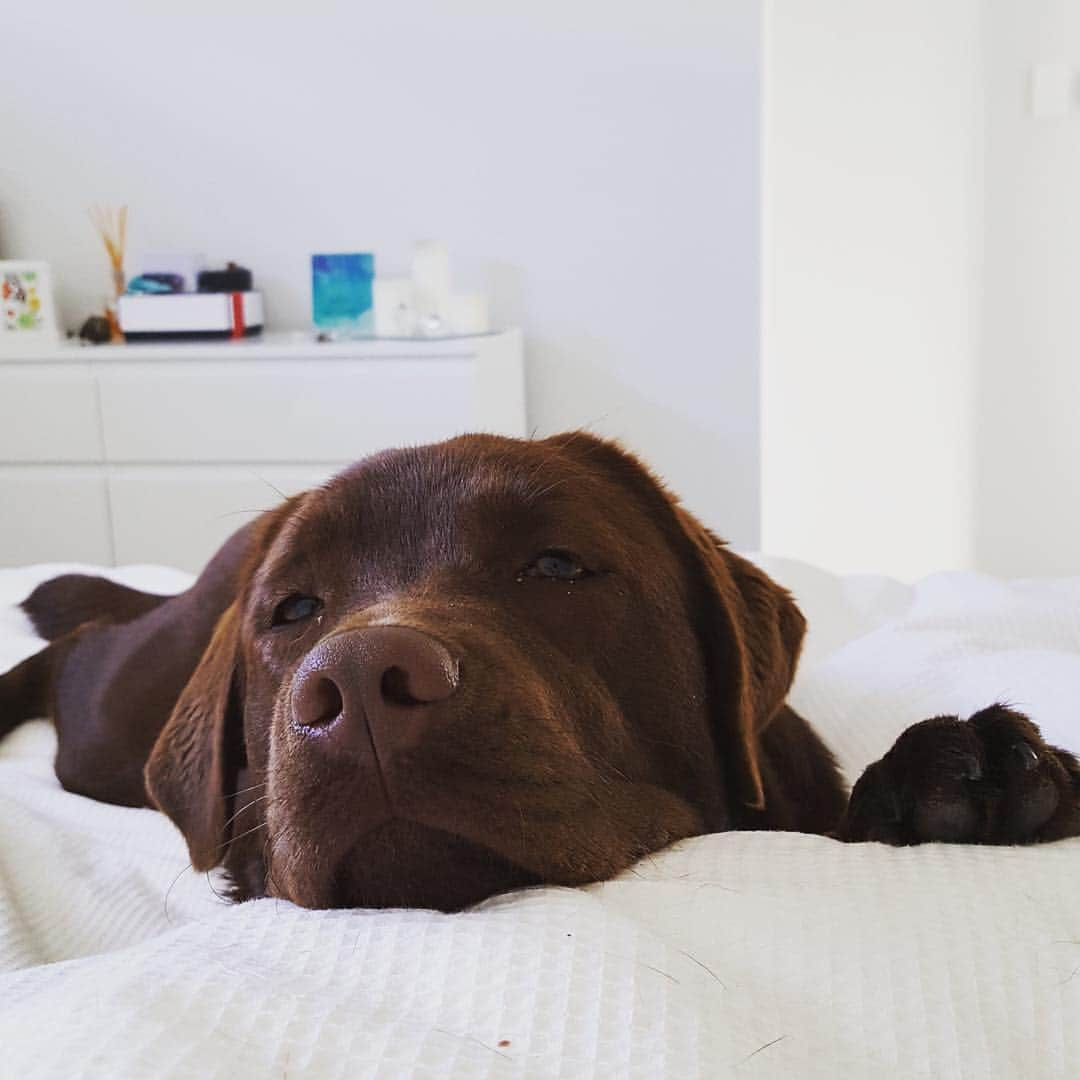 Mollyさんのインスタグラム写真 - (MollyInstagram)「Lazy Sundays 🐾🐶💝💤 #fab_labs_ #dogsofinstagram #worldoflabs #labradorretriever #chocolatelaboftheday #chocolate #chocolatelabrador #instalab #lovemylab #beautiful #talesofalab #laboftheday」8月28日 17時32分 - chocolatelabmolly