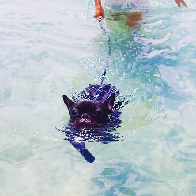 RENA（久保田玲奈）さんのインスタグラム写真 - (RENA（久保田玲奈）Instagram)「泳ぐハギやん❤️ #おはぎ #ハギやん #フレンチブルドッグ #泳ぎお上手 #目が必死 #犬かき #お水嫌いを少しずつ克服中 #可愛い」8月28日 21時04分 - sb_rena
