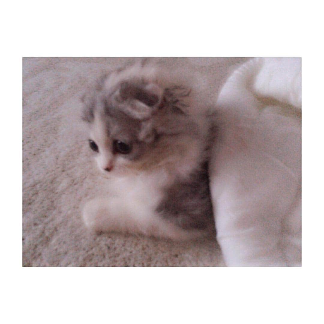 けむしちゃんのインスタグラム：「😴💤☂🍴 #catstagram#ilovecats  #scottishfold」