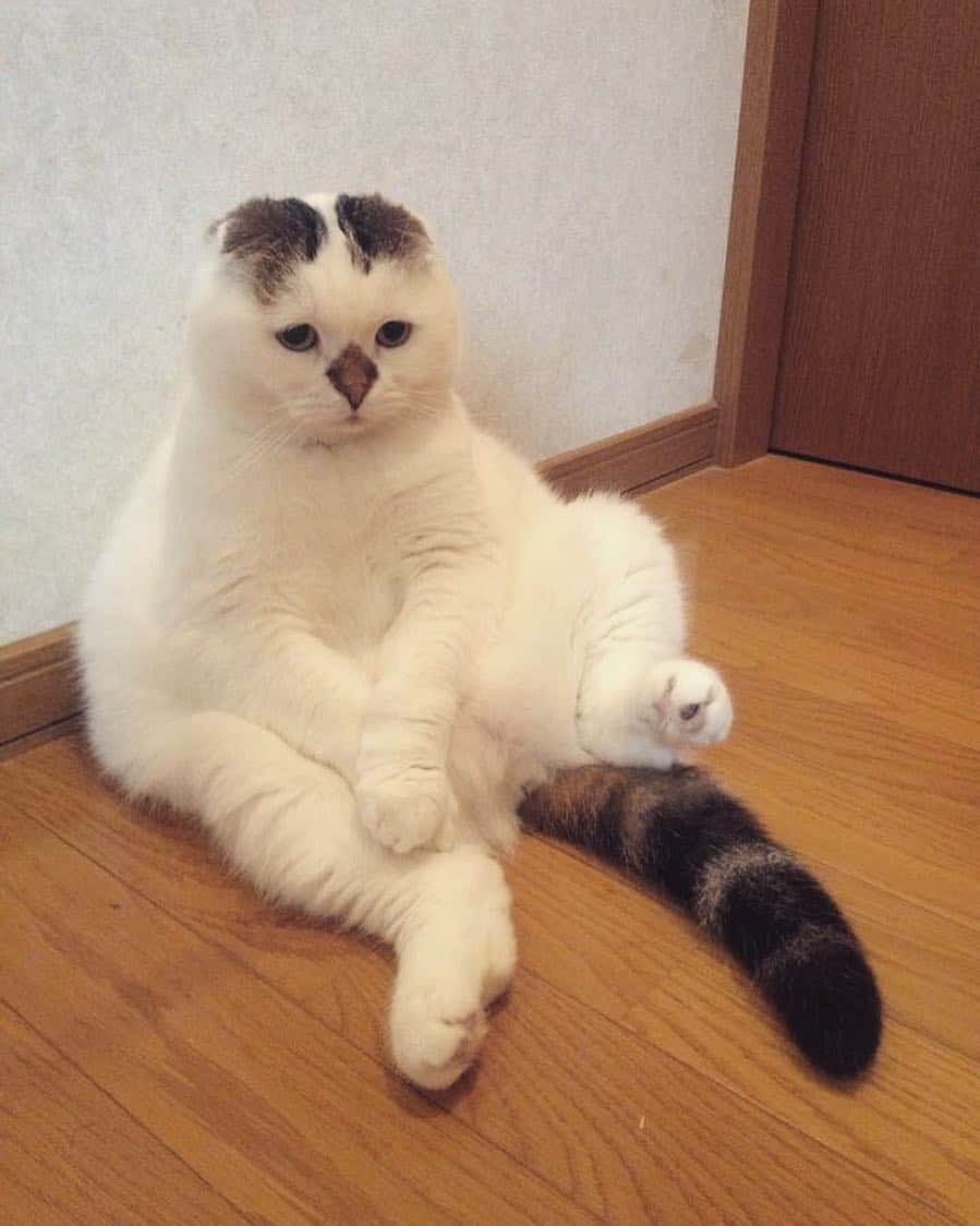 ゆきじろうさんのインスタグラム写真 - (ゆきじろうInstagram)「なんでかなー。 左脚が上がっちゃうの なんでかなー（ゆ）. . ー2015.4.14 #ゆきじろう #ilovecat #yukijiro #ねこ部 #スコティッシュフォールド」8月30日 0時07分 - yukijiro_cat