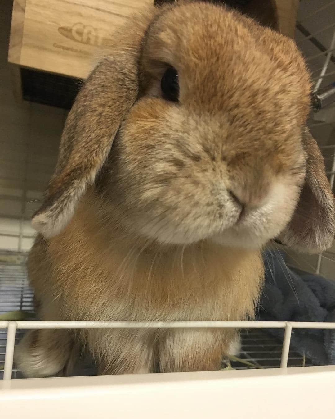 鈴華ゆう子のインスタグラム：「今日のうめ。ずん#hollandlop #rabbit #rabbitstagram #ホーランドロップ #うさぎ」